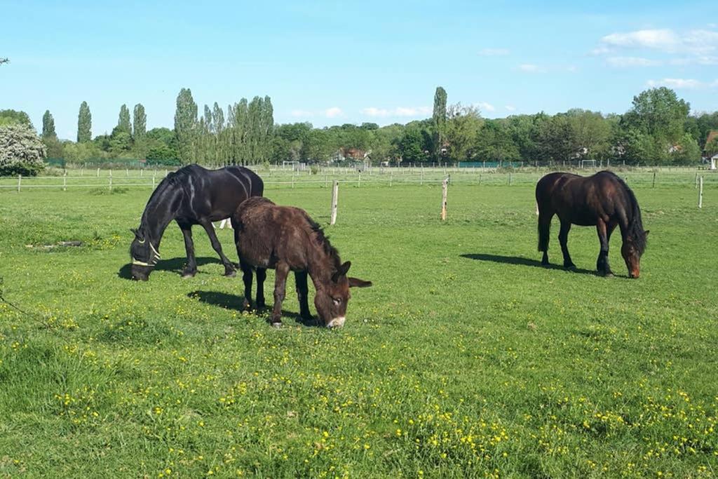 Gite "Le Platane" 45 M2 - Climatise Monswiller Екстер'єр фото