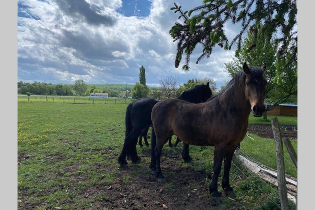 Gite "Le Platane" 45 M2 - Climatise Monswiller Екстер'єр фото